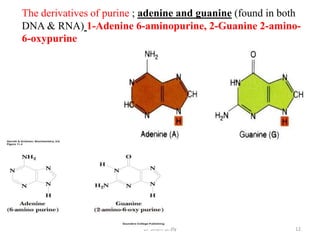 The derivatives of purine ; adenine and guanine (found in both
DNA & RNA) 1-Adenine 6-aminopurine, 2-Guanine 2-amino-
6-oxypurine




                           Dr Siham Gritly                  12
 