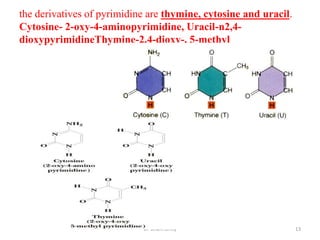 the derivatives of pyrimidine are thymine, cytosine and uracil.
Cytosine- 2-oxy-4-aminopyrimidine, Uracil-n2,4-
dioxypyrimidineThymine-2,4-dioxy-, 5-methyl




                            Dr Siham Gritly                       13
 