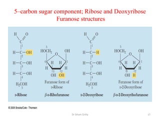 5–carbon sugar component; Ribose and Deoxyribose
                Furanose structures




                     Dr Siham Gritly               17
 