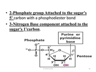 • 2-Phosphate group Attached to the sugar's
  5' carbon with a phosphodiester bond
• 3-Nitrogen Base component attached to the
  sugar's 1'carbon.




                   Dr Siham Gritly            18
 