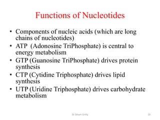 Functions of Nucleotides
• Components of nucleic acids (which are long
  chains of nucleotides)
• ATP (Adonosine TriPhosphate) is central to
  energy metabolism
• GTP (Guanosine TriPhosphate) drives protein
  synthesis
• CTP (Cytidine Triphosphate) drives lipid
  synthesis
• UTP (Uridine Triphosphate) drives carbohydrate
  metabolism

                      Dr Siham Gritly              19
 