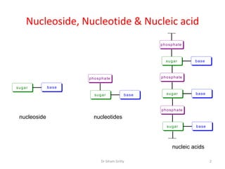 Nucleoside, Nucleotide & Nucleic acid
                                                    p h o s p h a te



                                                        su g a r       base



                      p h o s p h a te              p h o s p h a te

su g a r       base

                          su g a r           base       su g a r       base



                                                    p h o sp h a te

  nucleoside             nucleotides
                                                        sugar          b a se




                                                            nucleic acids

                               Dr Siham Gritly                                  2
 