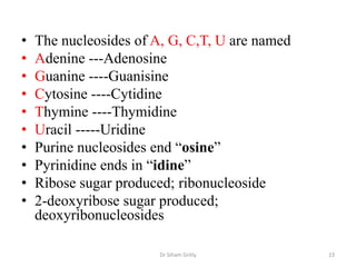 •   The nucleosides of A, G, C,T, U are named
•   Adenine ---Adenosine
•   Guanine ----Guanisine
•   Cytosine ----Cytidine
•   Thymine ----Thymidine
•   Uracil -----Uridine
•   Purine nucleosides end “osine”
•   Pyrinidine ends in “idine”
•   Ribose sugar produced; ribonucleoside
•   2-deoxyribose sugar produced;
    deoxyribonucleosides

                        Dr Siham Gritly         23
 