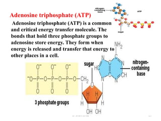 Adenosine triphosphate (ATP)
Adenosine triphosphate (ATP) is a common
and critical energy transfer molecule. The
bonds that hold three phosphate groups to
adenosine store energy. They form when
energy is released and transfer that energy to
other places in a cell.




                           Dr Siham Gritly       29
 