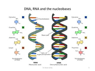 DNA, RNA and the nucleobases




           Dr Siham Gritly     3
 