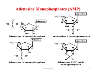 Adenosine Monophosphates (AMP)




            Dr Siham Gritly      30
 