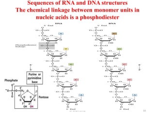Sequences of RNA and DNA structures
The chemical linkage between monomer units in
       nucleic acids is a phosphodiester




                   Dr Siham Gritly              33
 