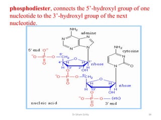 phosphodiester, connects the 5’-hydroxyl group of one
nucleotide to the 3’-hydroxyl group of the next
nucleotide.




                       Dr Siham Gritly              34
 