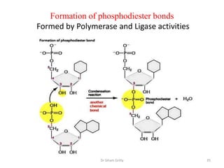 Formation of phosphodiester bonds
Formed by Polymerase and Ligase activities




                 Dr Siham Gritly             35
 