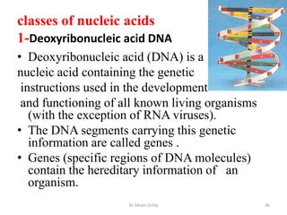 classes of nucleic acids
1-Deoxyribonucleic acid DNA
• Deoxyribonucleic acid (DNA) is a
nucleic acid containing the genetic
 instructions used in the development
 and functioning of all known living organisms
   (with the exception of RNA viruses).
• The DNA segments carrying this genetic
   information are called genes .
• Genes (specific regions of DNA molecules)
   contain the hereditary information of an
   organism.
                     Dr Siham Gritly             36
 