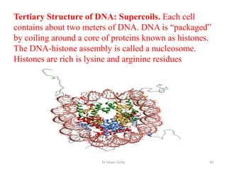Tertiary Structure of DNA: Supercoils. Each cell
contains about two meters of DNA. DNA is “packaged”
by coiling around a core of proteins known as histones.
The DNA-histone assembly is called a nucleosome.
Histones are rich is lysine and arginine residues




                        Dr Siham Gritly               40
 