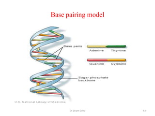 Base pairing model




      Dr Siham Gritly   43
 
