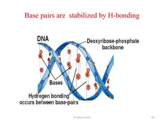 Base pairs are stabilized by H-bonding




                Dr Siham Gritly          44
 