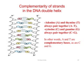 Complementarity of strands
 in the DNA double helix


                     -Adenine (A) and thymine (T)
                     always pair together (A–T),
                     -cytosine (C) and guanine (G)
                     always pair together (C–G).

                     In other words, A and T are
                     complementary bases, as are C
                     and G.



          Dr Siham Gritly                       47
 