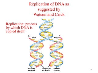 Replication of DNA as
                   suggested by
                 Watson and Crick

Replication: process
by which DNA is
copied itself




                       Dr Siham Gritly   48
 
