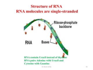 Structure of RNA
RNA molecules are single-stranded




    RNA contain Uracil instead of thymine
    RNA pairs Adenine with Uracil and
    Cytosine with Guanine
                   Dr Siham Gritly          55
 