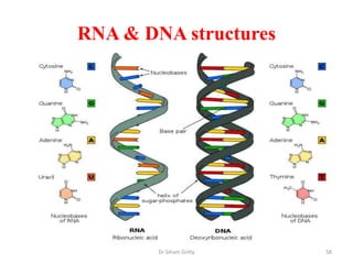 RNA & DNA structures




        Dr Siham Gritly   58
 