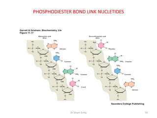 PHOSPHODIESTER BOND LINK NUCLETIDES




              Dr Siham Gritly         59
 