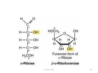 Dr Siham Gritly   64
 
