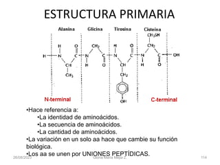 26/08/2023 Gloria Maria Mejia Z. 114
ESTRUCTURA PRIMARIA
•Hace referencia a:
•La identidad de aminoácidos.
•La secuencia de aminoácidos.
•La cantidad de aminoácidos.
•La variación en un solo aa hace que cambie su función
biológica.
•Los aa se unen por UNIONES PEPTÍDICAS.
 