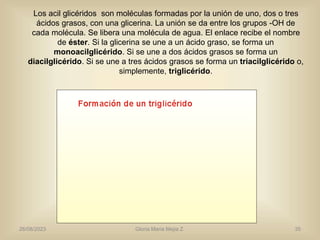26/08/2023 Gloria Maria Mejia Z. 35
Los acil glicéridos son moléculas formadas por la unión de uno, dos o tres
ácidos grasos, con una glicerina. La unión se da entre los grupos -OH de
cada molécula. Se libera una molécula de agua. El enlace recibe el nombre
de éster. Si la glicerina se une a un ácido graso, se forma un
monoacilglicérido. Si se une a dos ácidos grasos se forma un
diacilglicérido. Si se une a tres ácidos grasos se forma un triacilglicérido o,
simplemente, triglicérido.
 