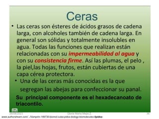 26/08/2023 Gloria Maria Mejia Z. 36
www.authorstream.com/.../Vampirin-189730-biomol-culas-pidos-biology-biomolecules-lipidos-
Su principal componente es el hexadecanoato de
triacontilo.
 