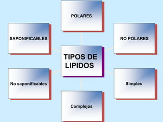 26/08/2023 Gloria Maria Mejia Z. 6
SAPONIFICABLES
No saponificables
Complejos
Simples
NO POLARES
POLARES
TIPOS DE
LIPIDOS
 