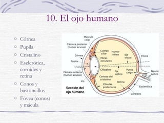 7. Telescopio refractor
o Objetivo, de mayor
distancia focal, coloca
la imagen en el foco
o Ocular, situado a una
distancia en la que
coinciden los focos,
traslada la imagen
invertida al infinito
 