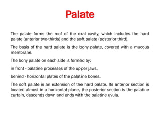 5_Oral cavity_Digestive tract of anatomy | PDF