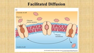 5 Osmosis and Diffusion and Bulk flow tp | PPTX
