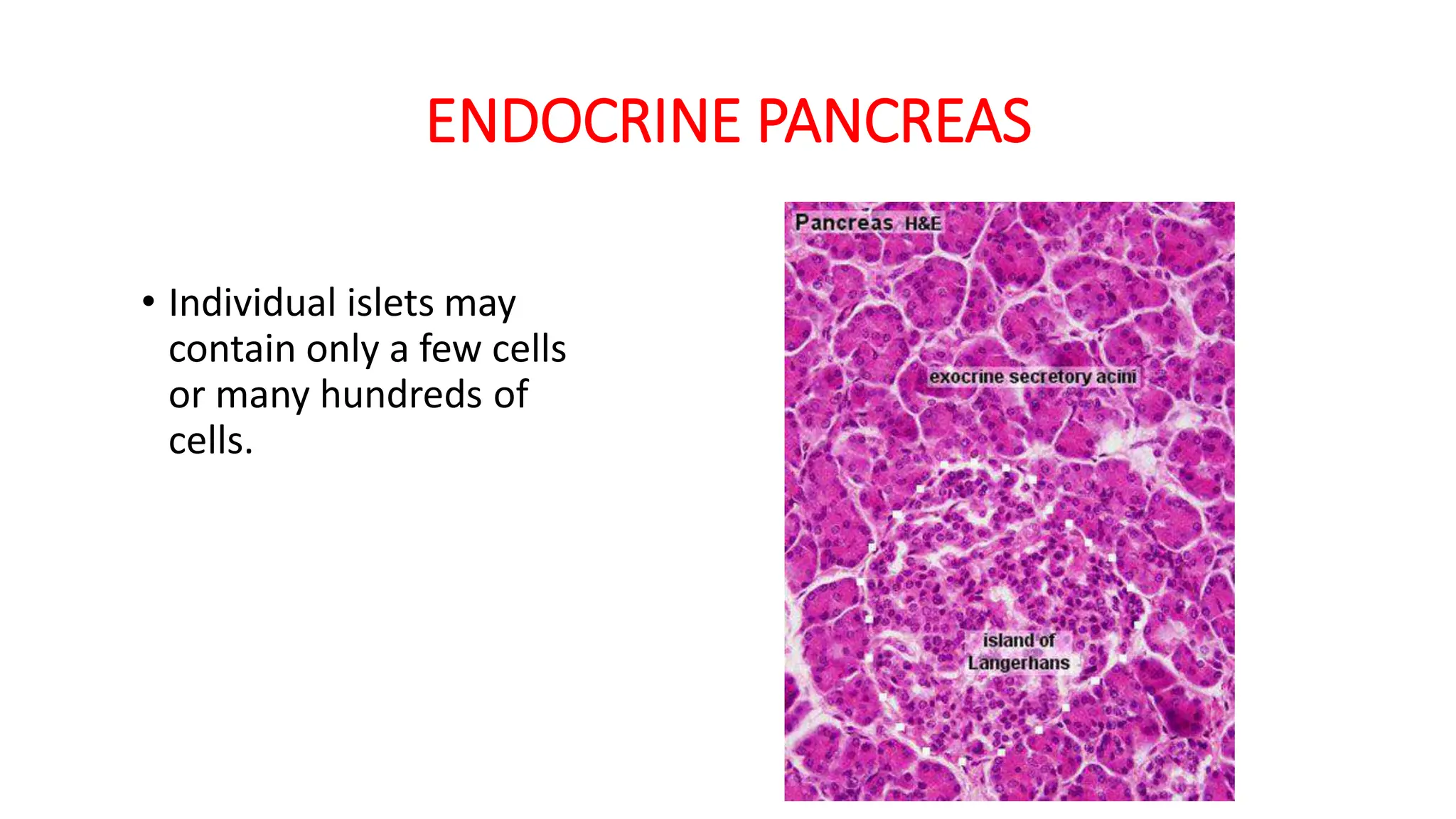 Pancreas slides histology -II.pdf 2nd year mbbs | PDF