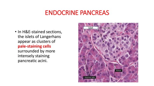 Pancreas slides histology -II.pdf 2nd year mbbs | PDF