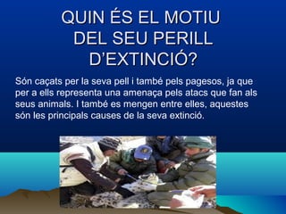 QUIN ÉS EL MOTIUQUIN ÉS EL MOTIU
DEL SEU PERILLDEL SEU PERILL
D’EXTINCIÓ?D’EXTINCIÓ?
Són caçats per la seva pell i també pels pagesos, ja que
per a ells representa una amenaça pels atacs que fan als
seus animals. I també es mengen entre elles, aquestes
són les principals causes de la seva extinció.
 