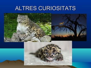 ALTRES CURIOSITATSALTRES CURIOSITATS
 
