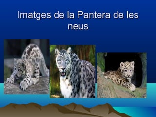 Imatges de la Pantera de lesImatges de la Pantera de les
neusneus
 