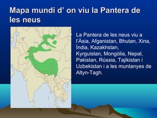 Mapa mundi d’ on viu la Pantera deMapa mundi d’ on viu la Pantera de
les neusles neus
• La Pantera de les neus viu a
l’Àsia, Afganistan, Bhutan, Xina,
Índia, Kazakhstan,
Kyrguistan, Mongòlia, Nepal,
Pakistan, Rússia, Tajikistan i
Uzbekistan i a les muntanyes de
Altyn-Tagh.
 