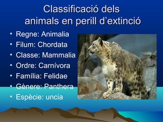 Classificació delsClassificació dels
animals en perill d’extincióanimals en perill d’extinció
• Regne: Animalia
• Filum: Chordata
• Classe: Mammalia
• Ordre: Carnívora
• Família: Felidae
• Gènere: Panthera
• Espècie: uncia
 