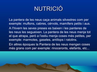 NUTRICIÓNUTRICIÓ
La pantera de les neus caça animals silvestres com per
exemple: muflons, cabres, cérvols, mamífers petits i aus.
A l’hivern les seves preses es baixen i les panteres de
les neus les segueixen. La pantera de les neus menja tot
el que atrapa, però a l’estiu menja coses més petites, per
exemple: marmotes, gaseles, antílops i ratolins.
En altres èpoques la Pantera de les neus mengen coses
més grans com per exemple: rinoceronts, elefants, etc...
 