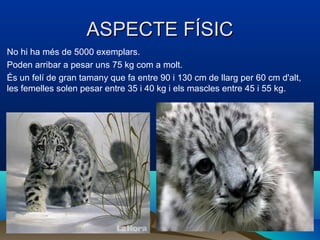 ASPECTE FÍSICASPECTE FÍSIC
No hi ha més de 5000 exemplars.
Poden arribar a pesar uns 75 kg com a molt.
És un felí de gran tamany que fa entre 90 i 130 cm de llarg per 60 cm d'alt,
les femelles solen pesar entre 35 i 40 kg i els mascles entre 45 i 55 kg.
 