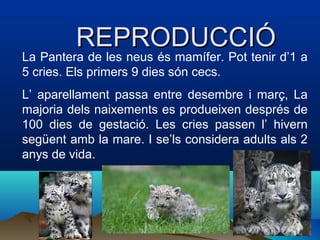 REPRODUCCIÓREPRODUCCIÓ
La Pantera de les neus és mamífer. Pot tenir d’1 a
5 cries. Els primers 9 dies són cecs.
L’ aparellament passa entre desembre i març, La
majoria dels naixements es produeixen després de
100 dies de gestació. Les cries passen l’ hivern
següent amb la mare. I se’ls considera adults als 2
anys de vida.
 