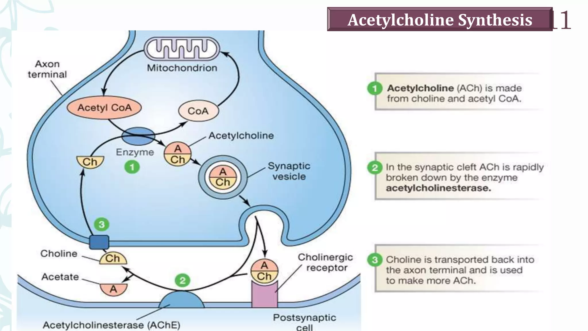 UNIT III_cholinergic neurotransmitter agonist | PPTX