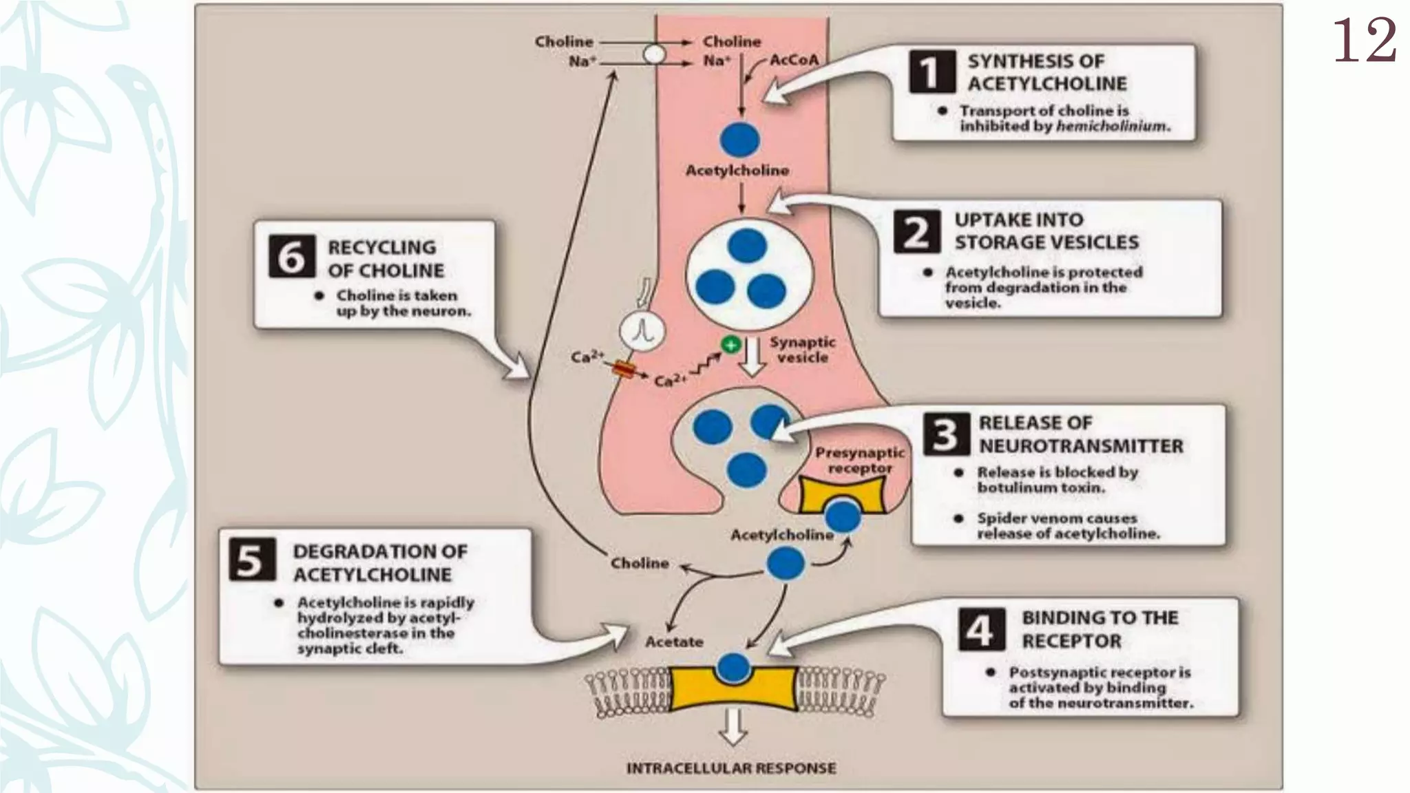 UNIT III_cholinergic neurotransmitter agonist | PPTX