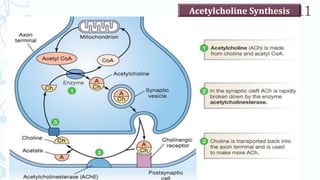 SRP:Cholinergic Neurotransmitter
11
Acetylcholine Synthesis
 