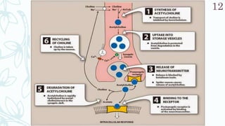SRP:Cholinergic Neurotransmitter
12
 