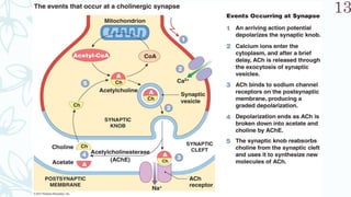 SRP:Cholinergic Neurotransmitter
13
 