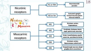 SRP:Cholinergic Neurotransmitter
18
 