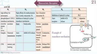 SRP:Cholinergic Neurotransmitter
21
Muscarinic Receptor
 