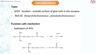 SRP:Cholinergic Neurotransmitter
59
CHOLINESTERASE
 