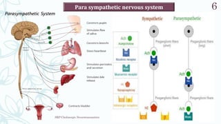 SRP:Cholinergic Neurotransmitter
6
Para sympathetic nervous system
 