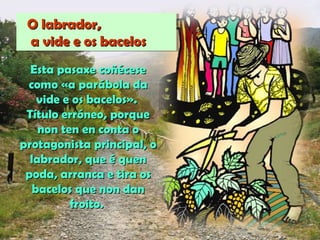 O labrador,O labrador,
a vide e os bacelosa vide e os bacelos
Esta pasaxe coñéceseEsta pasaxe coñécese
como «a parábola dacomo «a parábola da
vide e os bacelos».vide e os bacelos».
Título erróneo, porqueTítulo erróneo, porque
non ten en conta onon ten en conta o
protagonista principal, oprotagonista principal, o
labrador, que é quenlabrador, que é quen
poda, arranca e tira ospoda, arranca e tira os
bacelos que non danbacelos que non dan
froito.froito.
 